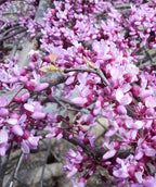 A close up of the lavender-pink flowers of the Ruby Falls Redbud