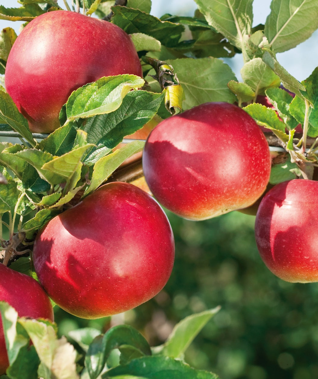 Close up of RubyMac McIntosh Apple, various round red apples on a branch with green conical shaped leaves
