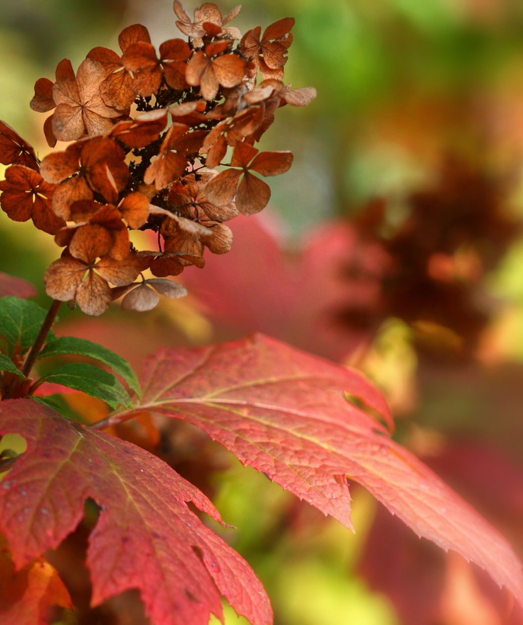 Close up of Ruby Slippers Oakleaf Hydrangea in fall, pyramidal shaped flower cluster that has small brown flowers in fall emerging from red fall colored leaves that resemble an oak leaf