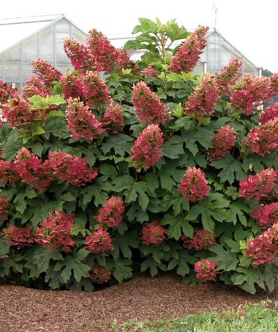 Ruby Slippers Hydrangea planted in a landscape, long pyramidal shaped flower clusters with small ruby colored flowers emerging from green leaves that resemble an oak leaf