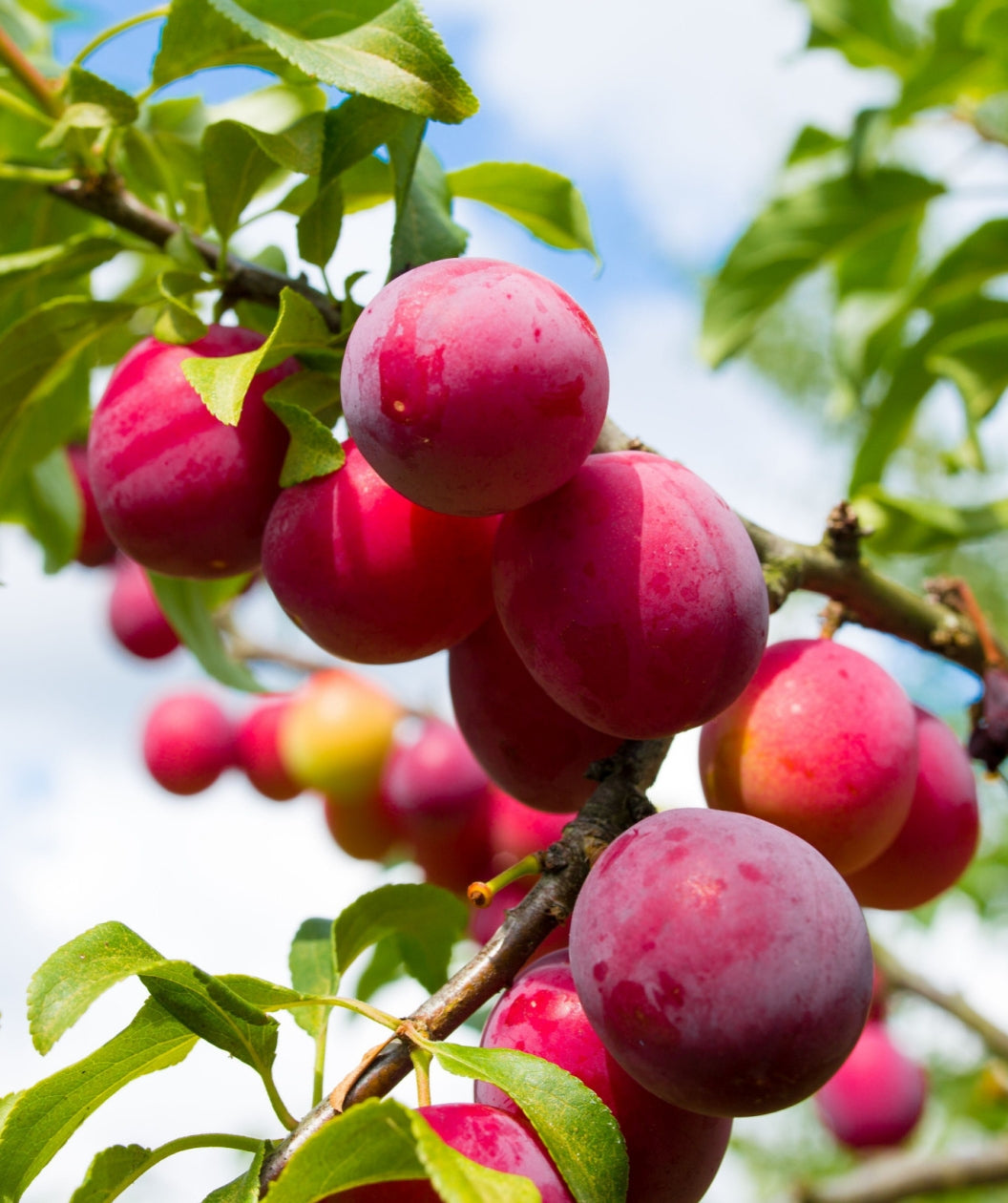 Close up of Ruby Sweet Japanese Plum fruit, various round ruby red colored fruit  growing on a brown branch with green conical shaped foliage