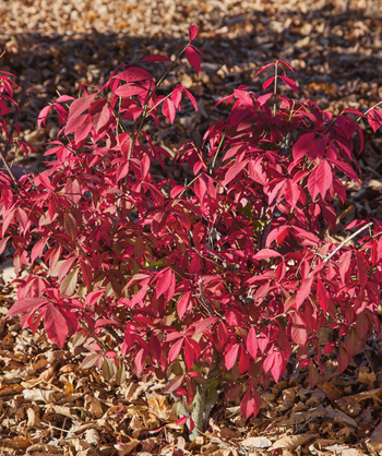 An up close picture of the Rudy Haag Burning Bush (True Dwarf) and its fiery red fall foliage color.