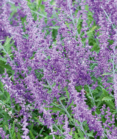 Russian Sage closeup of purple flowers against the silvery-green foliage
