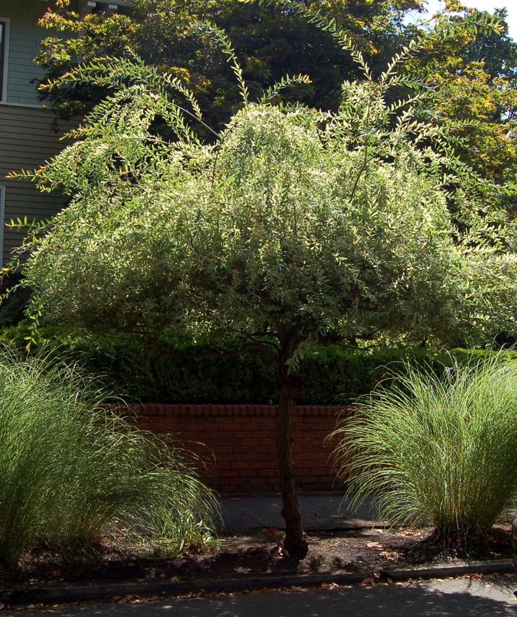 Dappled Willow tree form planted in a landscape, round growing habitat covered in small oval green and white foliage
