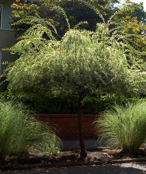 can you plant dappled willow near house Dappled Willow - tree form standard