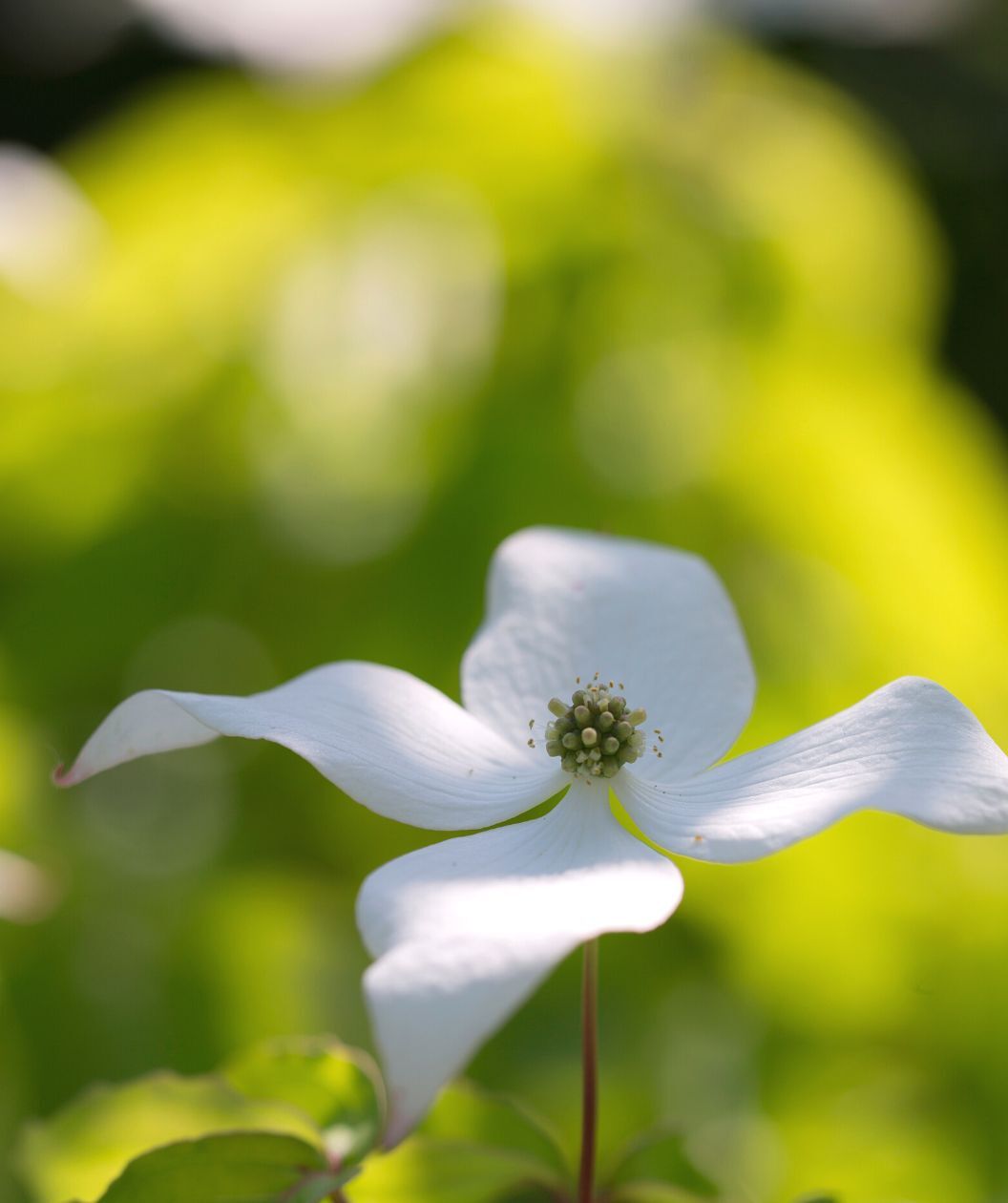 Summer Fun Dogwood Tree in bloom with a white flower on variegated leaves