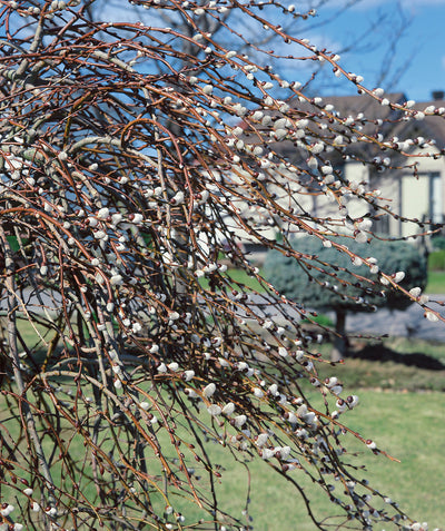 Close up of Curly Locks Willow, small white fuzzy buds emerging from weeping branches in early spring