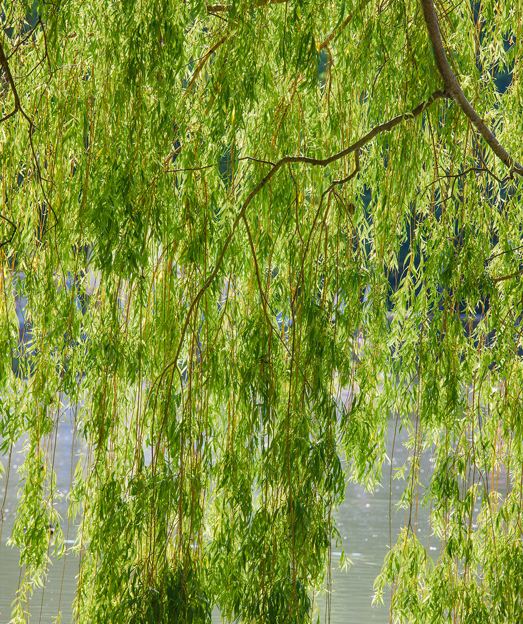 Babylon Weeping Willow view of rich green leaves under the canopy