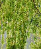 Babylon Weeping Willow view of rich green leaves under the canopy
