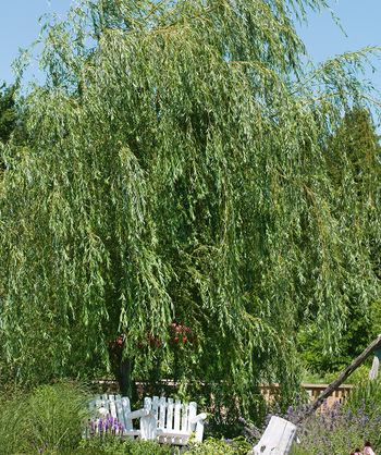 Babylon Weeping Willow planted in the landscape with the green leaves blowing in the wind