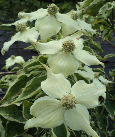 A close up of the Samaritan Dogwood's creamy white, four petaled flowers against the green and white variegated foliage 