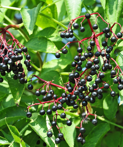 Samdal and Samyl Elderberry closeup of black berries