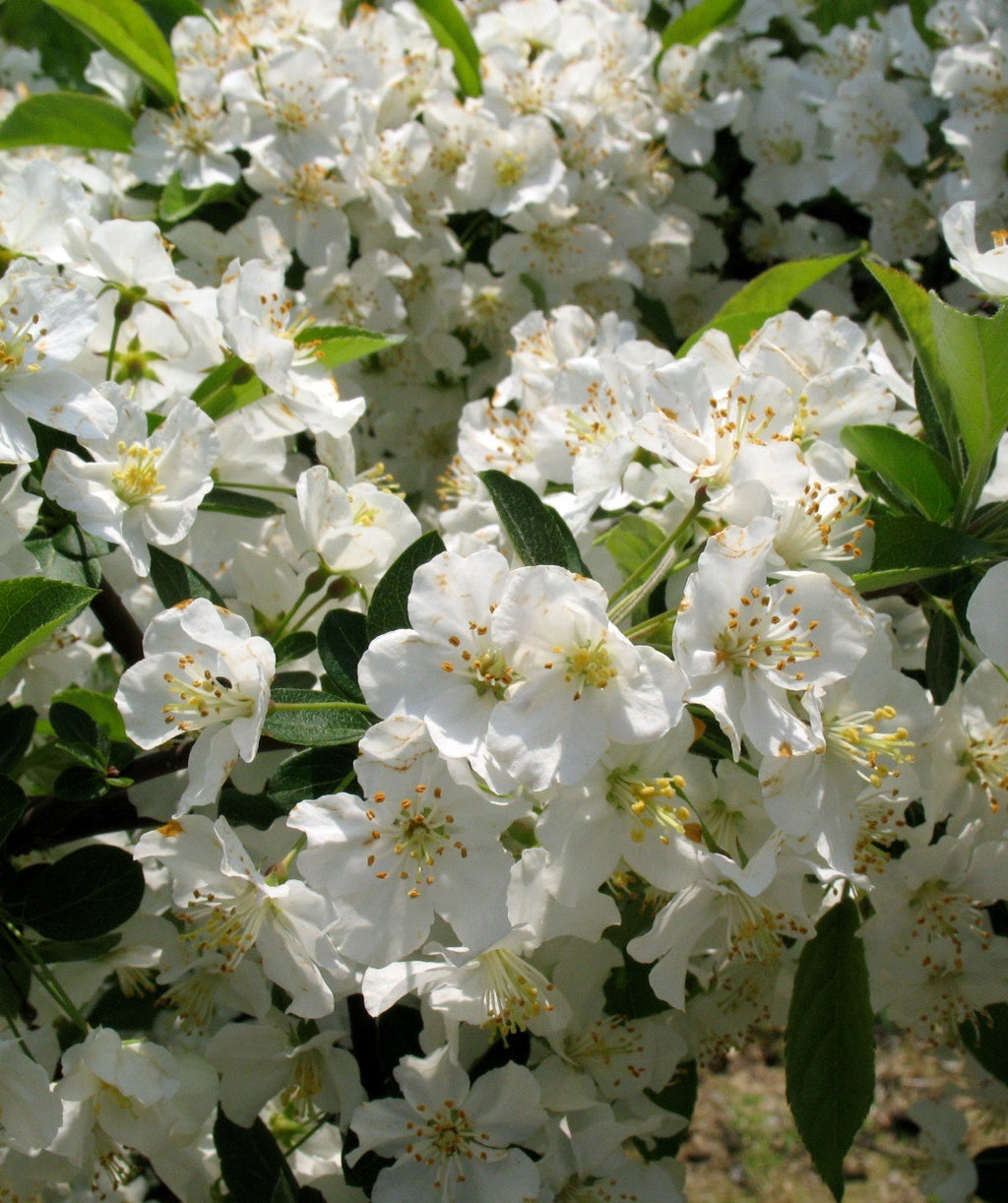 A close up of the pure white flowers sitting  against the dark green leaves of the Sargent Crabapple