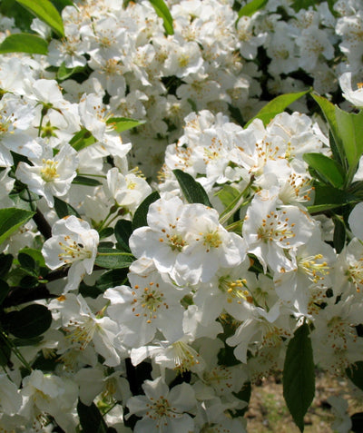Close up picture of the Espalier Sargent Flowering Crabapple's pure white flowers with deep green surrounding thin oval shaped leaves.