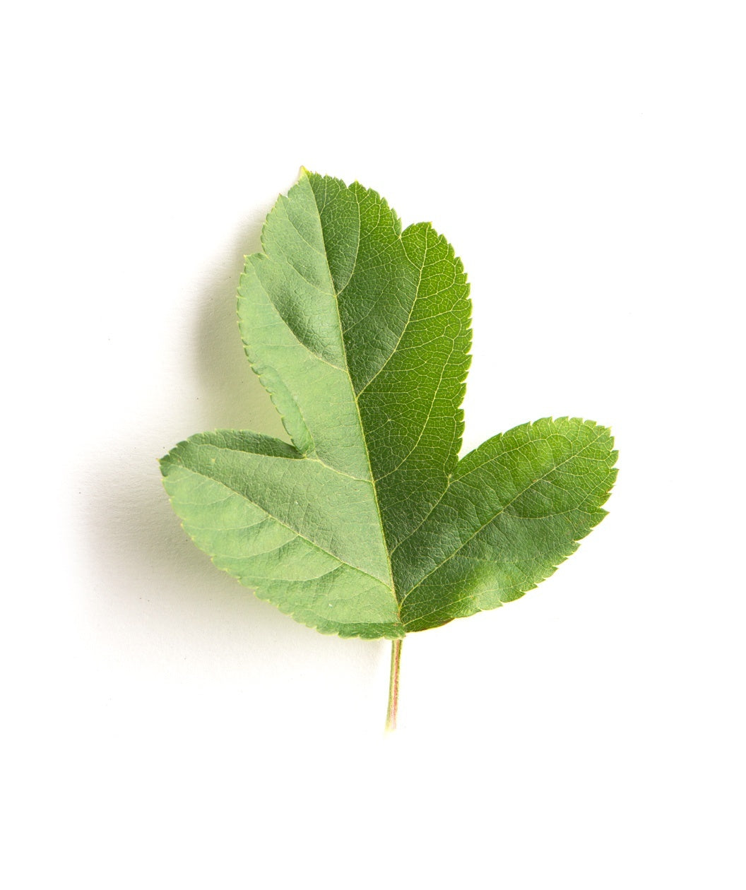 A close up of a single dark green leaf belonging to the Sargent Crabapple on a white background