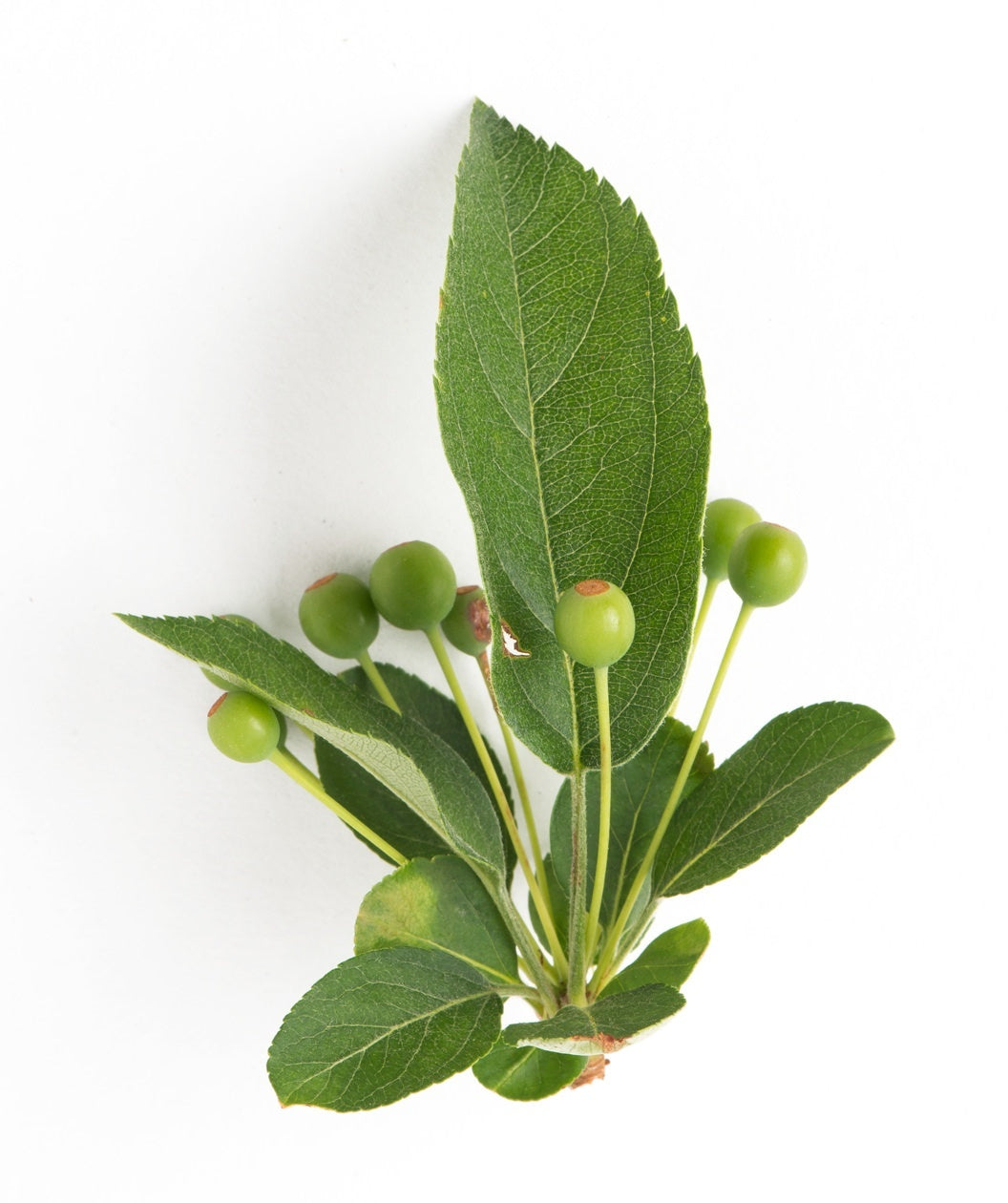 A close up of the dark green leaves and the unripened crabapple fruits of the Sargent Crabapple