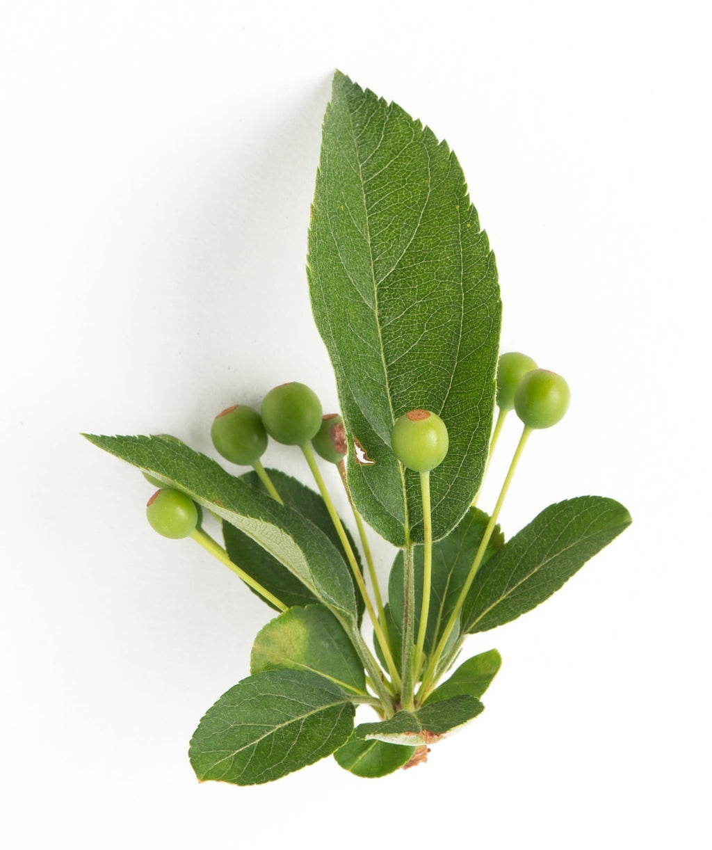 A closeup picture of the light green unripened fruits of the Espalier Sargent Flowering Crabapple against the deep green leaves. 