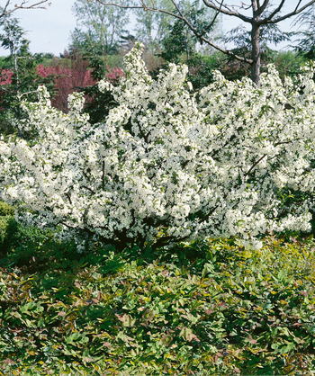 A Sargent Crabapple planted in a landscape covered in the snow white flowers in spring