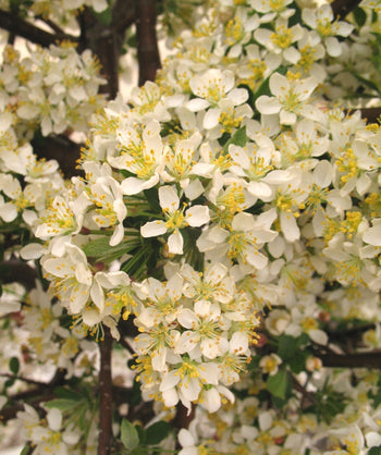 Sargent Tina Flowering Crabapple closeup of creamy white flowers with bright yellow stamens