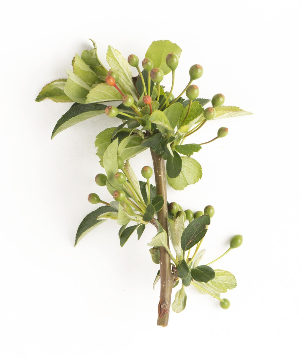 Sargent Tina Flowering Crabapple closeup of a branch with green leaves and green, unripened crabapples