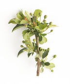 Sargent Tina Flowering Crabapple closeup of a branch with green leaves and green, unripened crabapples
