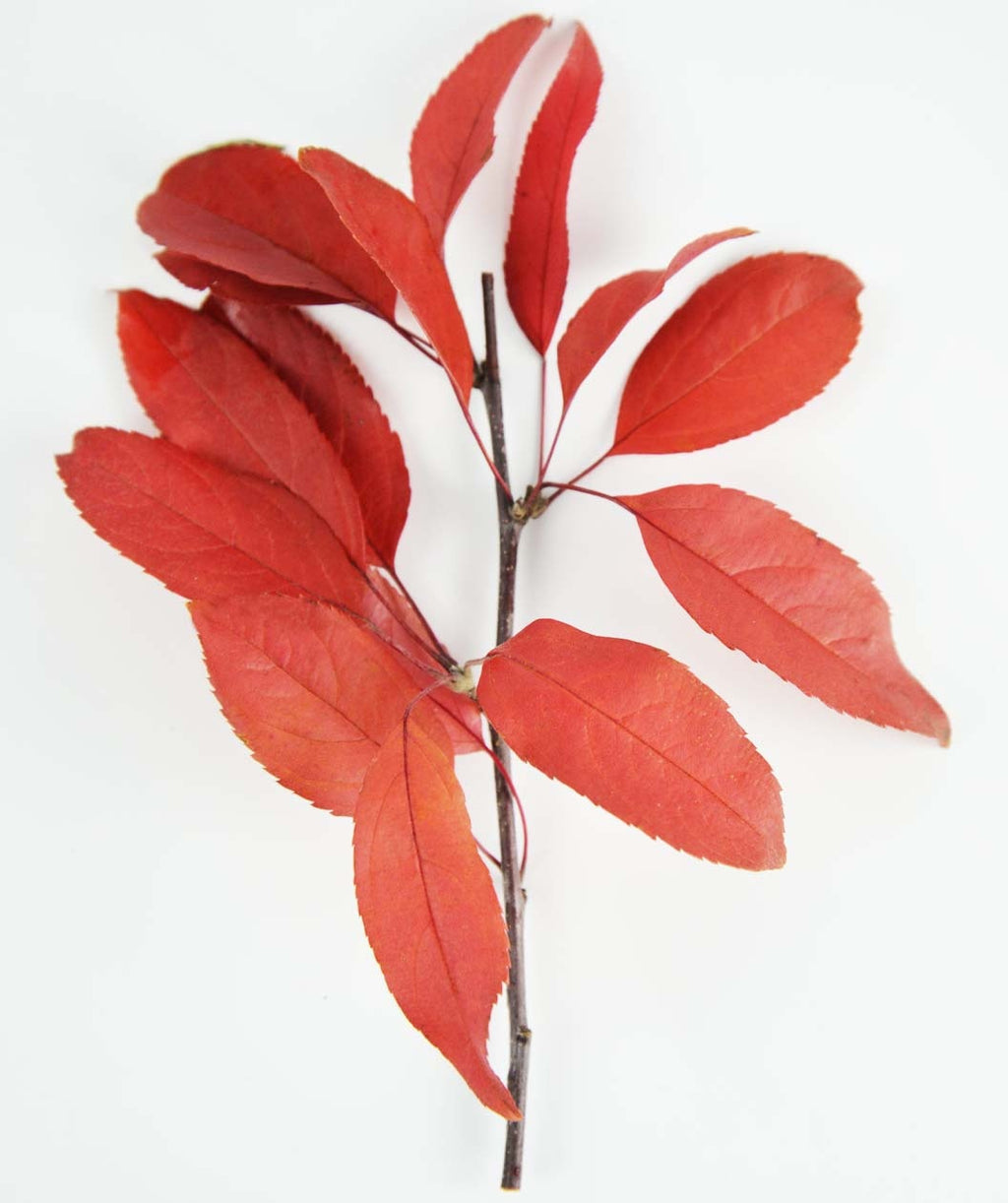 Sargent Tina Flowering Crabapple fall red leaves on a small branch