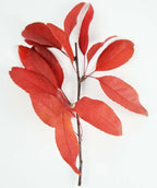 Sargent Tina Flowering Crabapple fall red leaves on a small branch