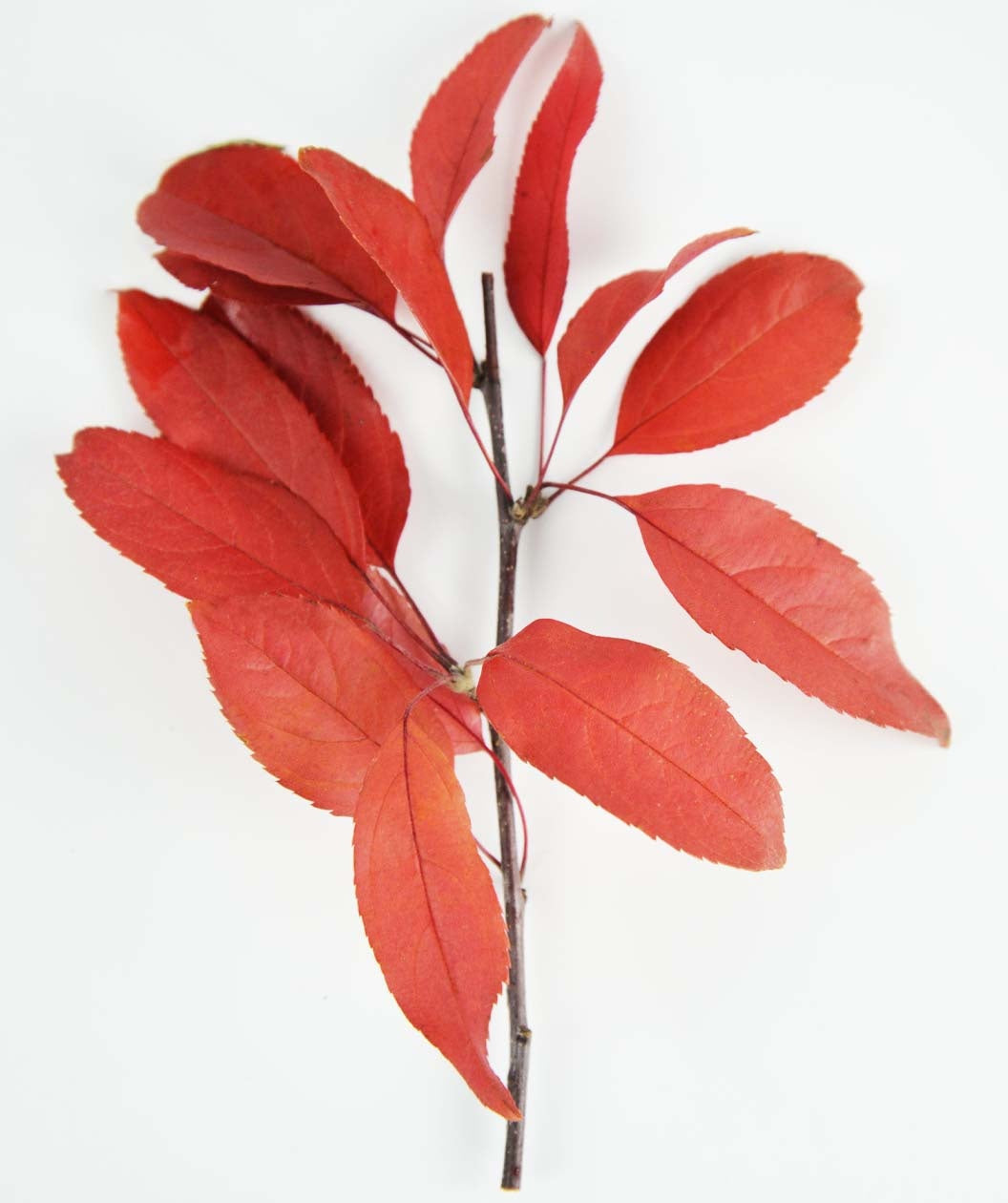 Sargent Tina Flowering Crabapple fall red leaves on a small branch