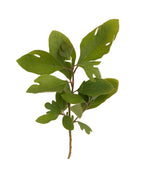 Native Sassafras leaves on white, unique dark green leaves