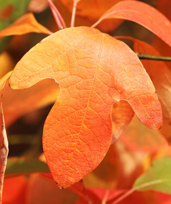 Close up of Native Sassafras leaf in fall color, unique leaf that is orange in color