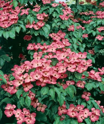 A closeup of the deep pink, four petaled flowers against the green foliage of a mature Satomi Japanese Dogwood