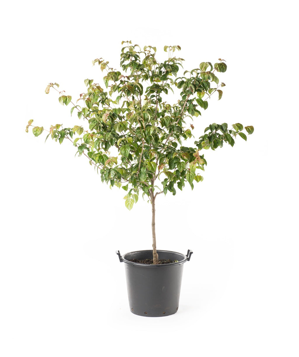 A Satomi Japanese Dogwood in a black nursery pot covered in light to dark green foliage with the new leaves showing a bit of orange-pink color