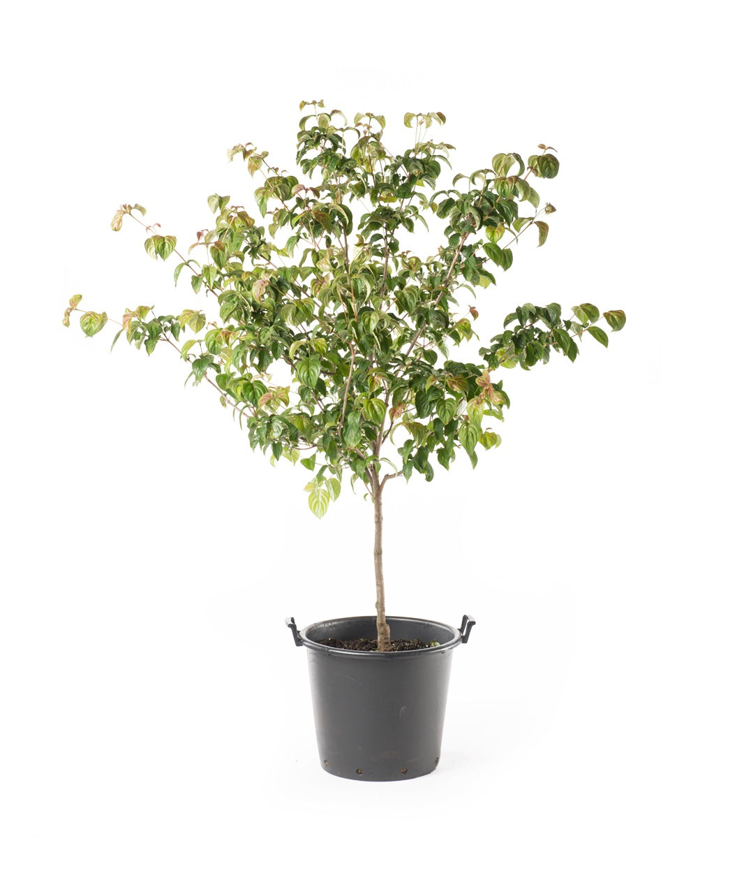 A Satomi Japanese Dogwood in a black nursery pot covered in light to dark green foliage with the new leaves showing a bit of orange-pink color