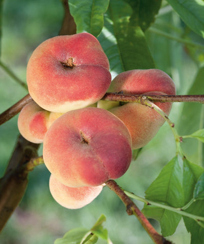 Close up of Saturn Donut Peach fruits on tree, round slightly flattened fuzzy red peaches with yellow blush