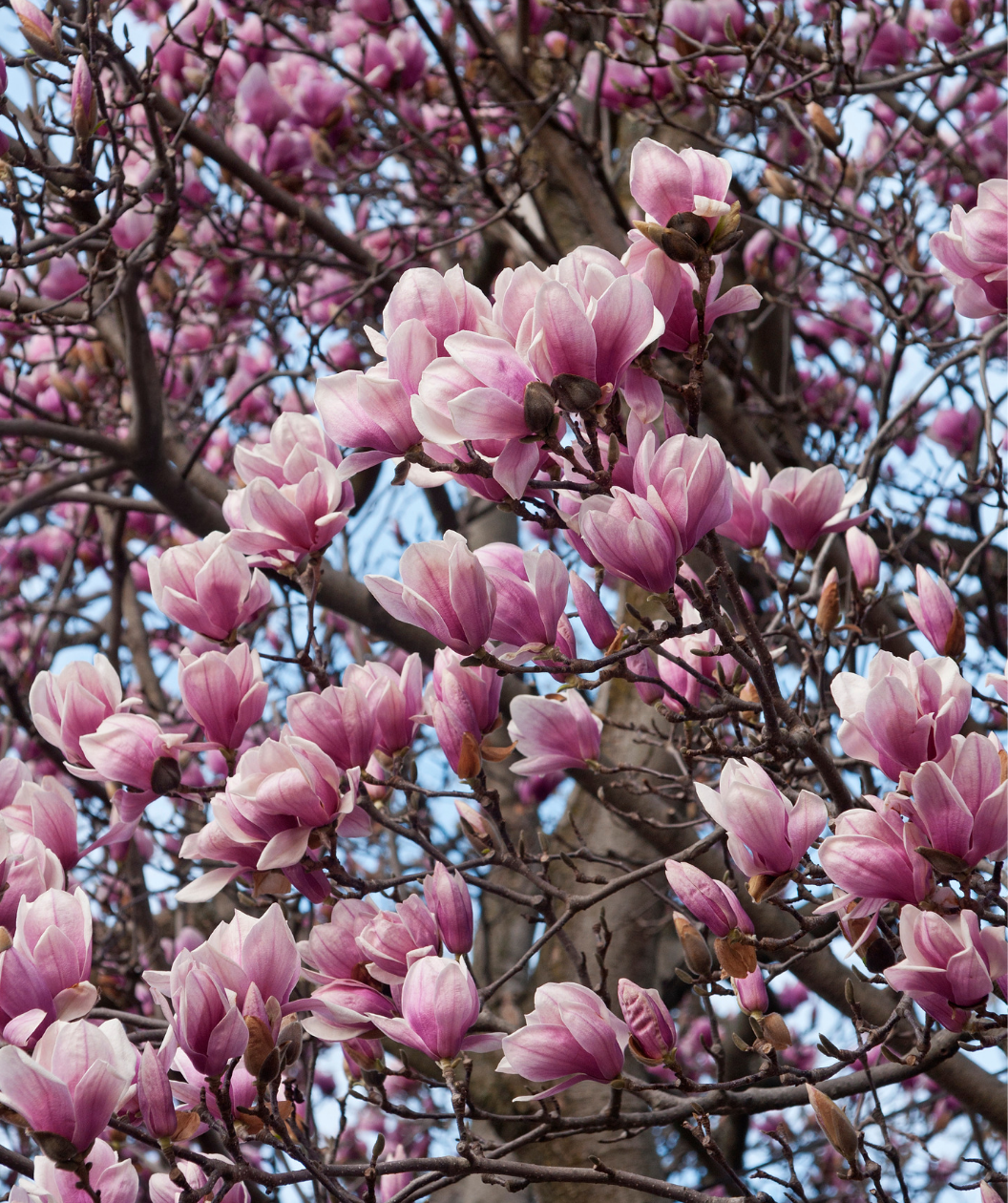 A closeup of the large, white and light pink blooms of the Saucer Magnolia as they open in early Spring