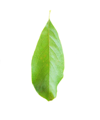 A single, elongated almond-shaped light green leaf belonging to the Saucer Magnolia on a white background