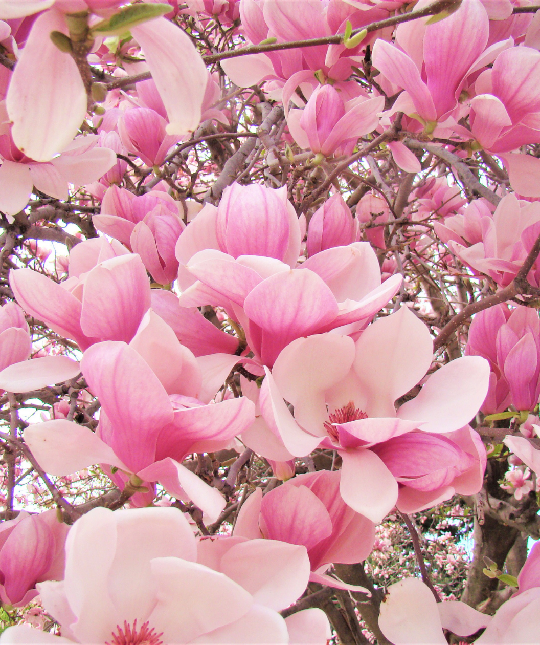 Saucer Magnolia