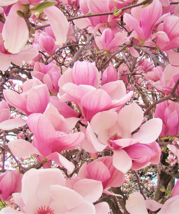A closeup of the large, white and light pink blooms of the Saucer Magnolia as they open in early Spring