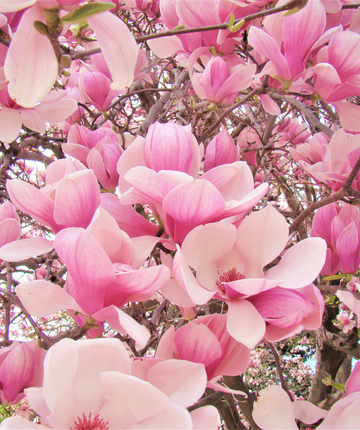 saucer magnolia plant Saucer Magnolia