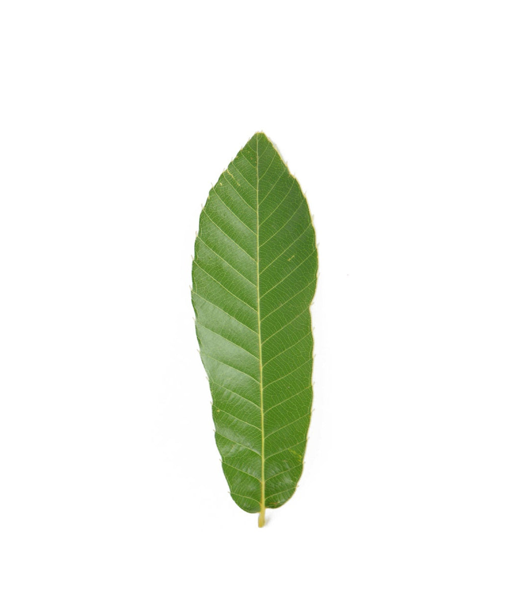 A single, dark green leaf of the Sawtooth Oak with serrated edges on a white background