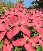 Multiple bright pink flowers of the Scarlet Fire Dogwood clustered together on the tree