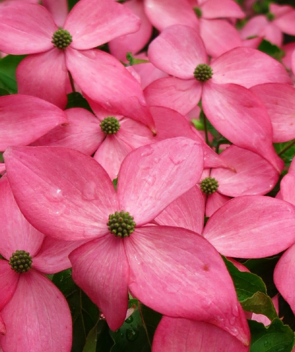Multiple bright pink flowers of the Scarlet Fire Dogwood clustered together on the tree
