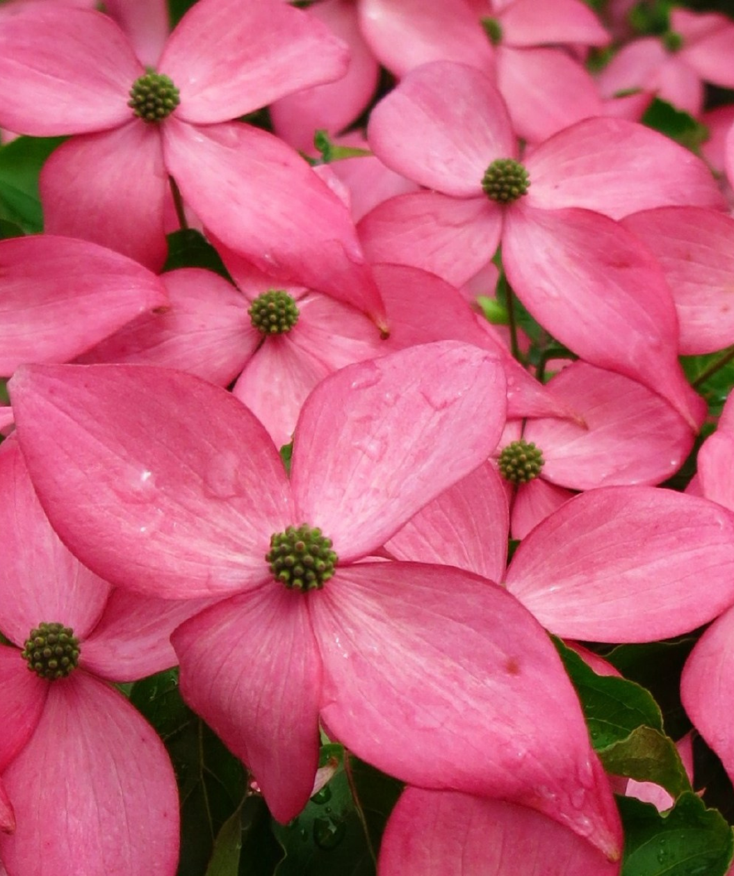 Multiple bright pink flowers of the Scarlet Fire Dogwood clustered together on the tree