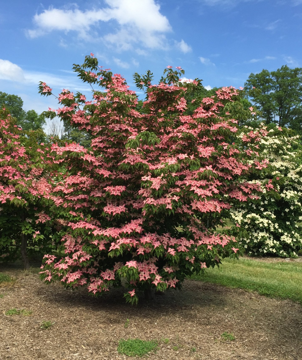 A Scarlet Fire Dogwood planted in the landscape covered in the pink flowers that are resting on the dark green leaves