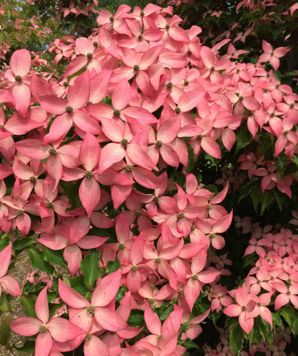 Scarlet Fire Rutgers Japanese Dogwood pink flowers on branches