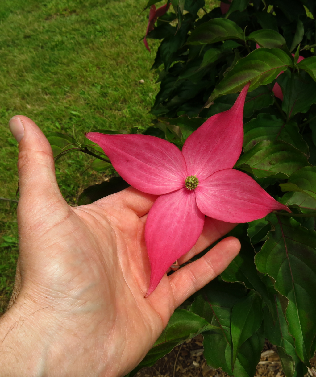 The vibrant pink, four petaled flower of the Scarlet Fire Dogwood against a human hand with the dark green leaves in the background