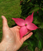 The vibrant pink, four petaled flower of the Scarlet Fire Dogwood against a human hand with the dark green leaves in the background