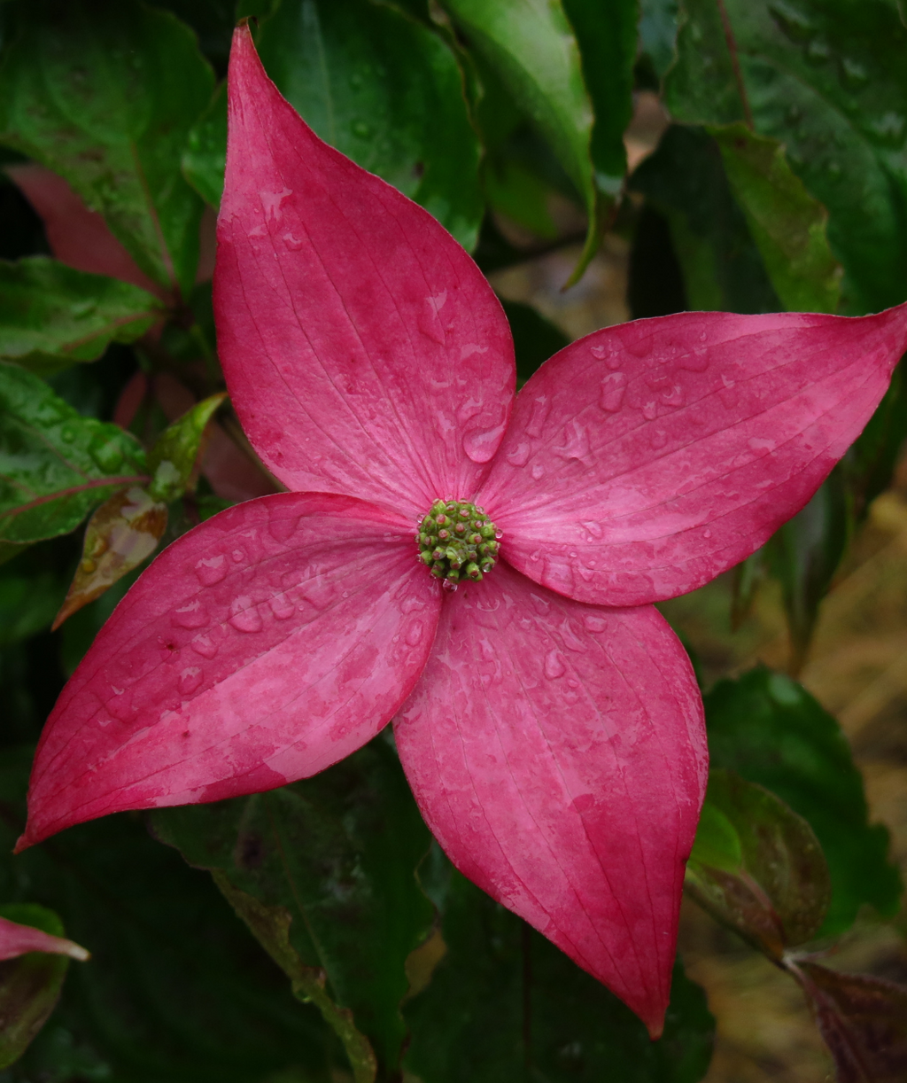 A closeup of the deep pink, four petaled flower of the Scarlet Fire Dogwood surrounded by the dark green leaves