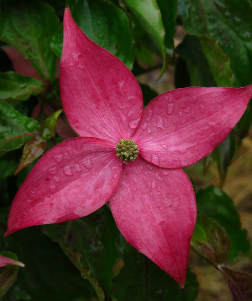 A closeup of the deep pink, four petaled flower of the Scarlet Fire Dogwood surrounded by the dark green leaves
