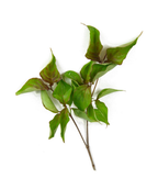 A cluster of Scarlet Fire Rutgers Japanese Dogwood leaves on a white background